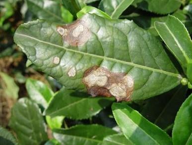 
茶树叶枯病有好办法