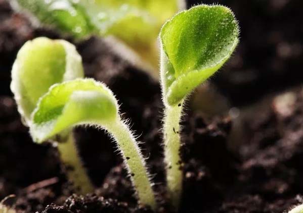 腐植酸水溶肥