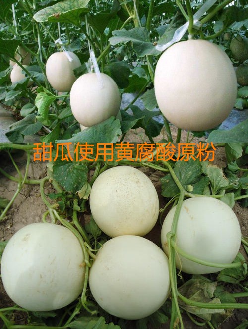 黄腐酸原粉对甜瓜有何作用？