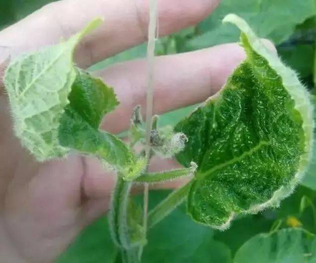 黄瓜缺钙的表现症状是什么？怎么补钙？